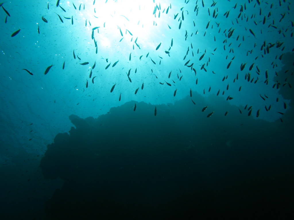 a large group of small fish swimming under the ocean