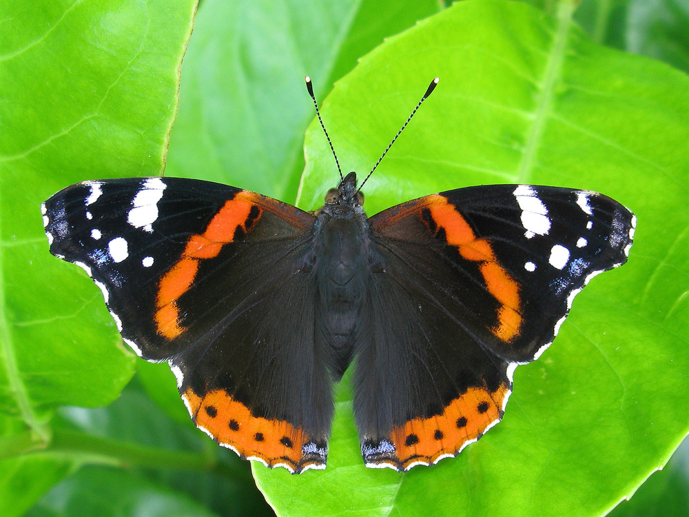 the red and black erfly is sitting on a leaf