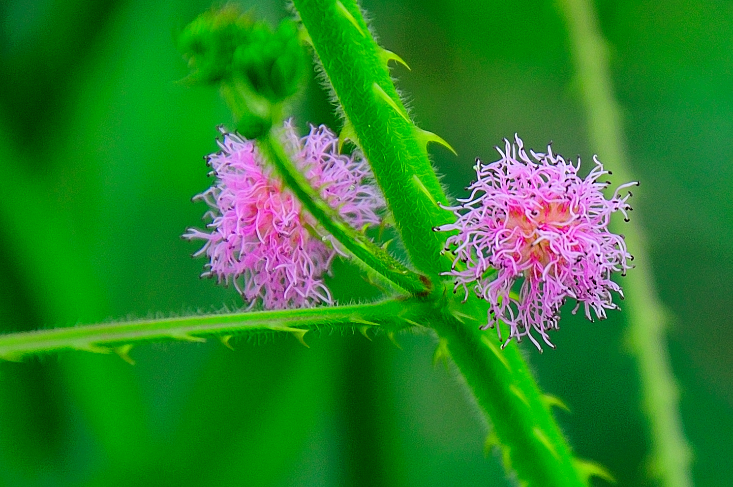 two flowers, one red, the other pink, on a green stem