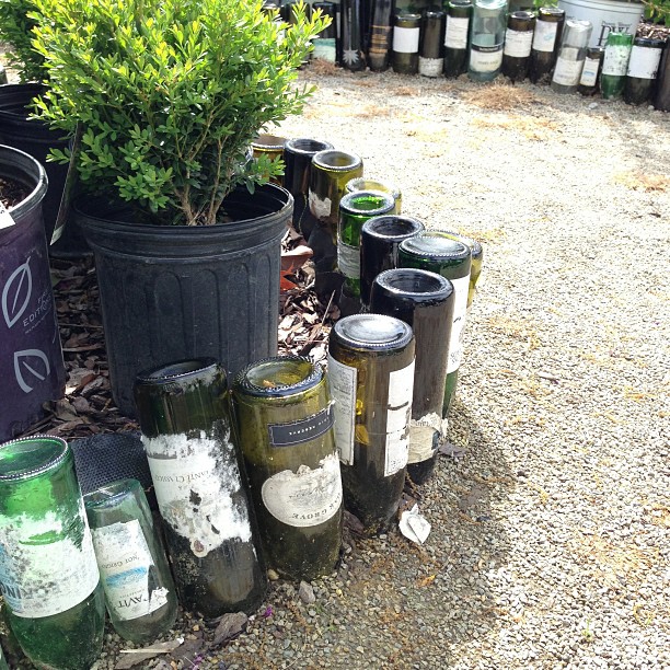 bottles that are sitting in the grass near some plants