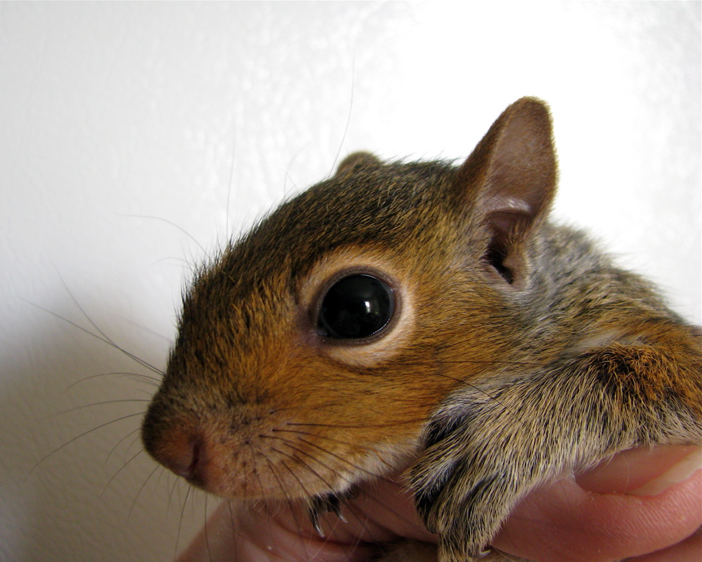 a small squirrel is being held by a persons hand