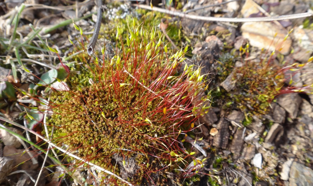 a grass and red plant growing in the dirt