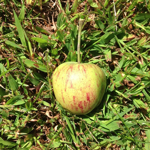 an apple is in the grass that has been shaved
