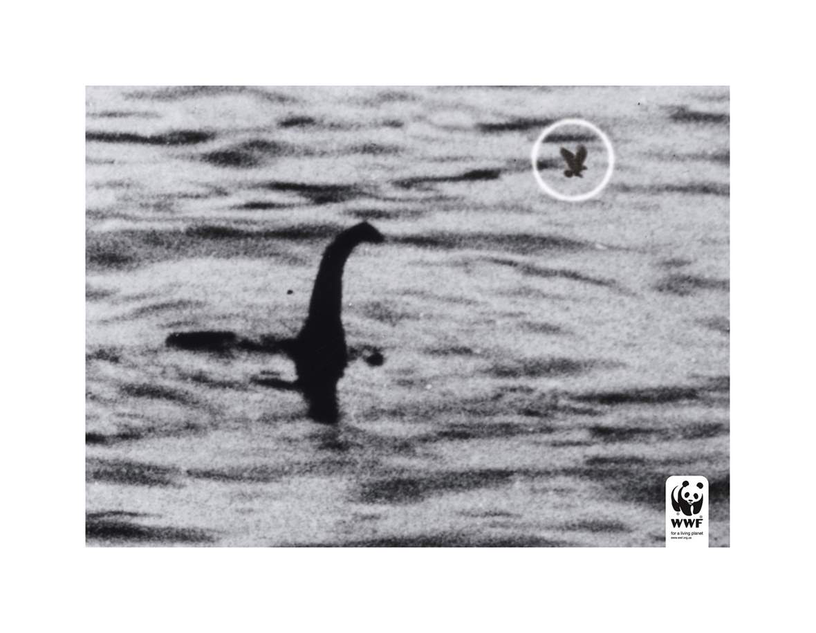 a black and white po shows an animal in the water