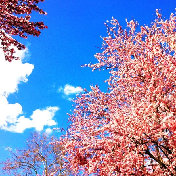 the sky and trees are blooming during the daytime