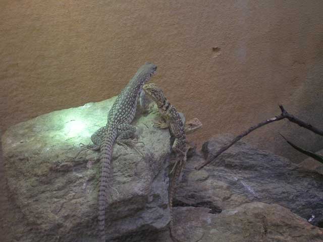 small lizard sitting on a rock in a museum