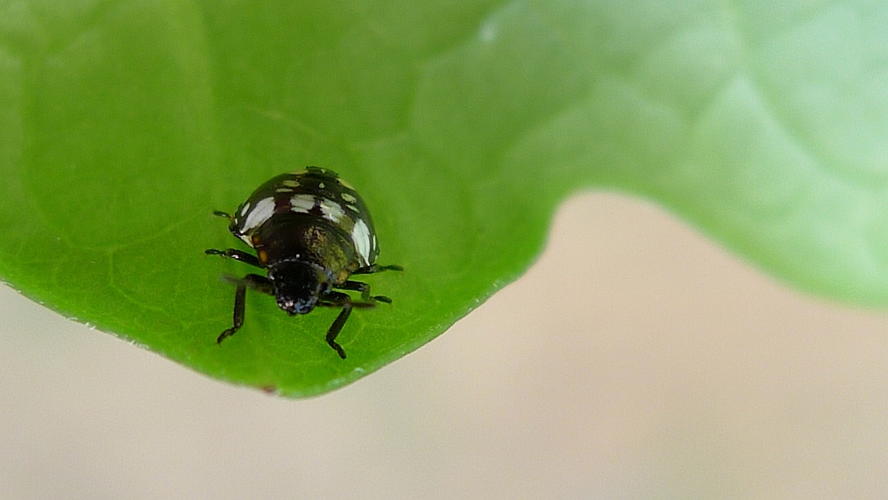 a small black and white bug on a leaf