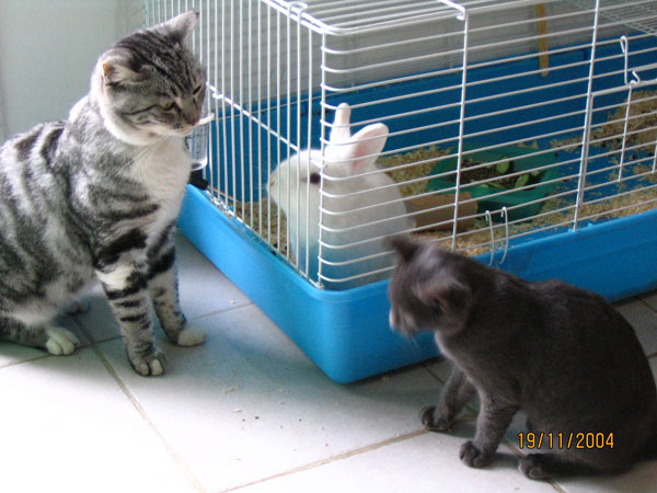 two cats are playing in a cage together