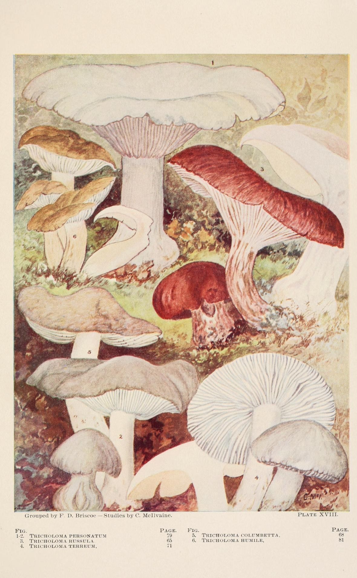 a group of mushrooms sitting on top of grass