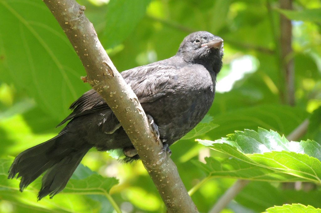 black bird perched on tree nch surrounded by green leaves