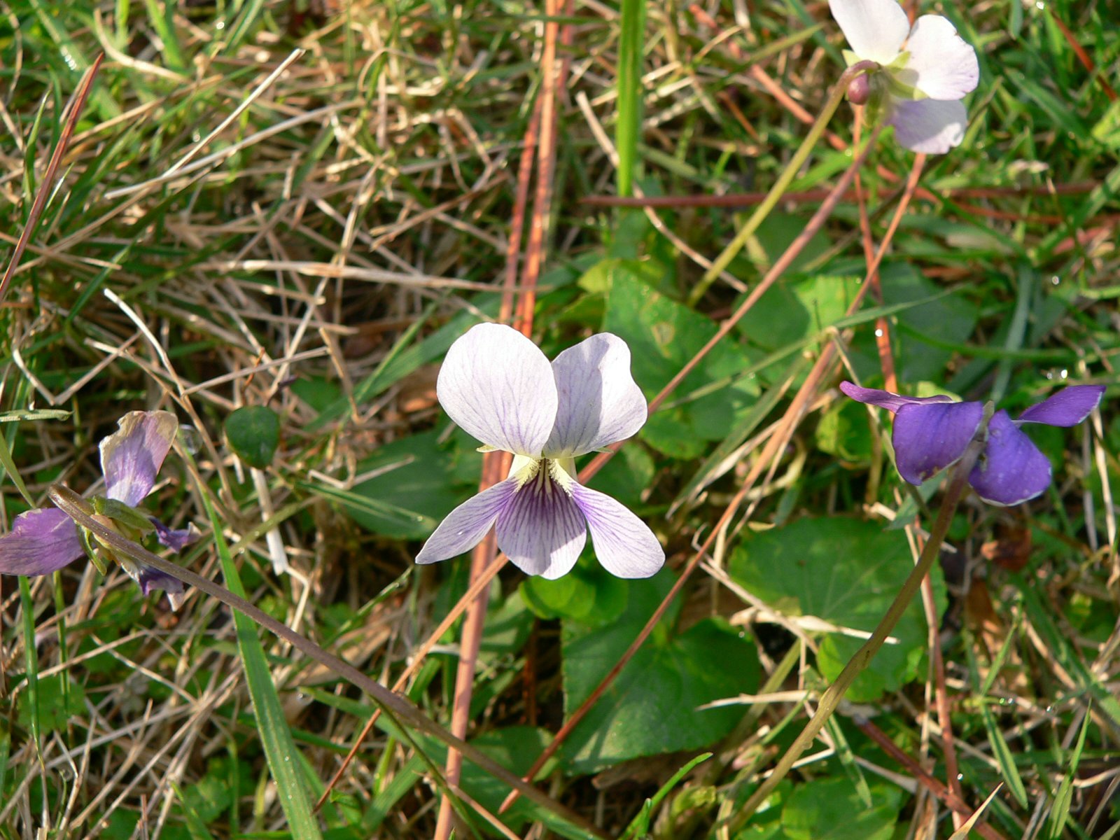 some purple and white flowers in a grassy area