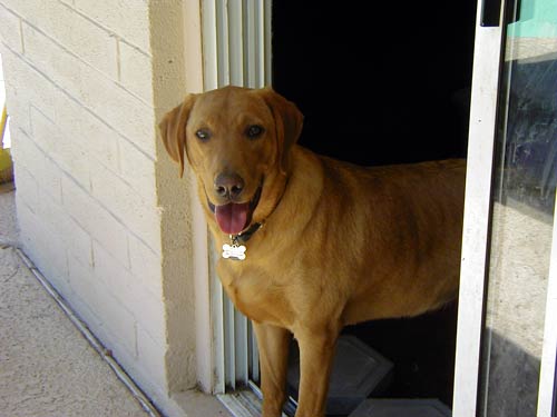 a dog outside a door with a bone in its mouth
