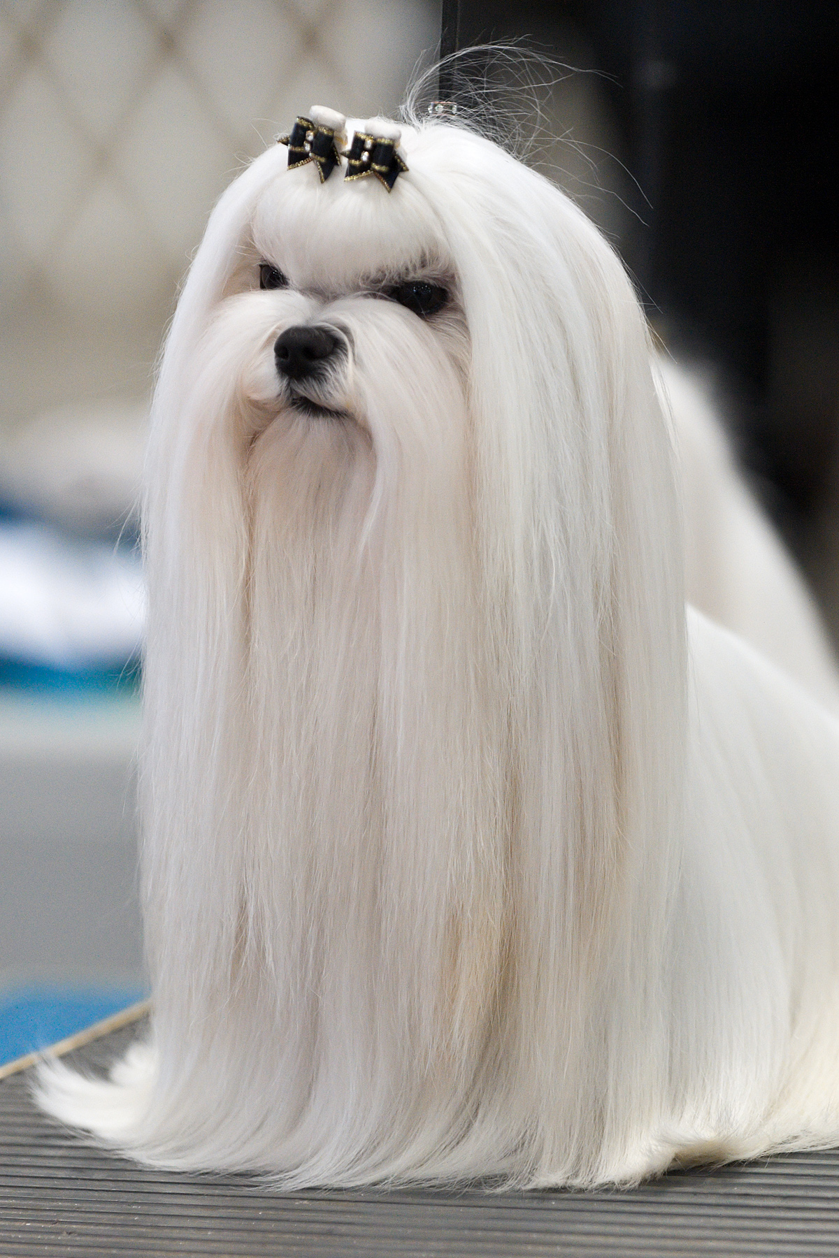 this is a close up s of a gy white dog