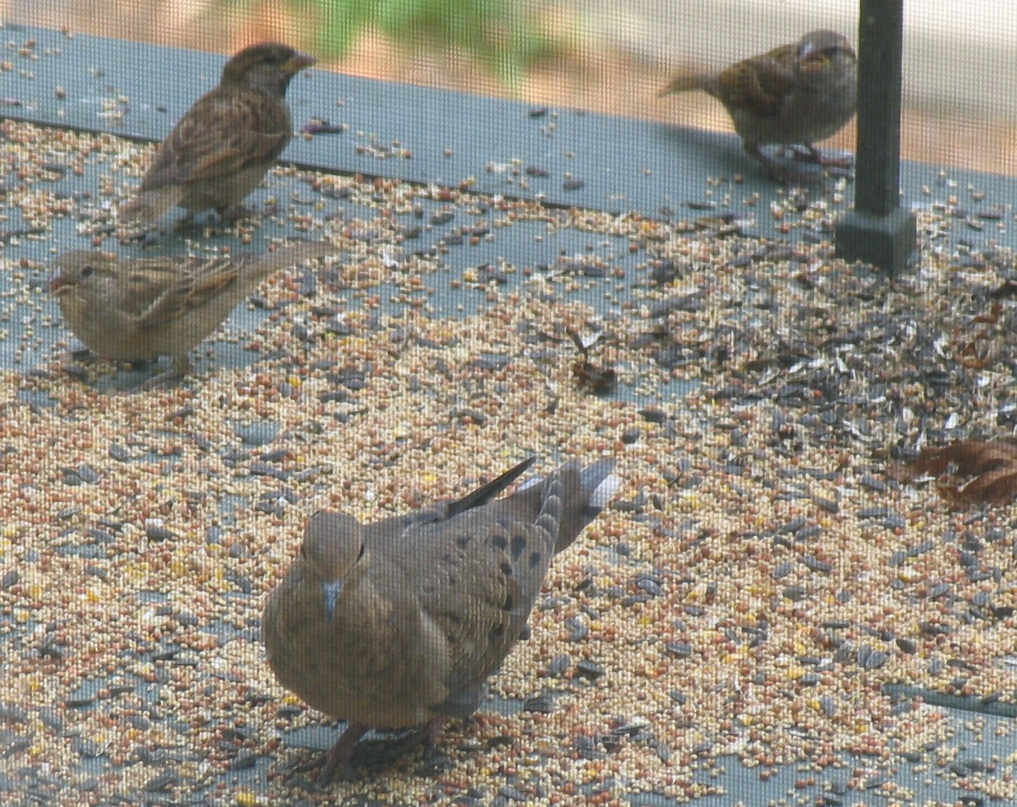 several brown and blue birds eating seed on a feeder