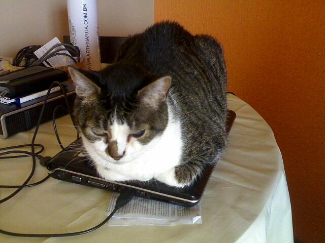 a cat sits on top of a closed laptop
