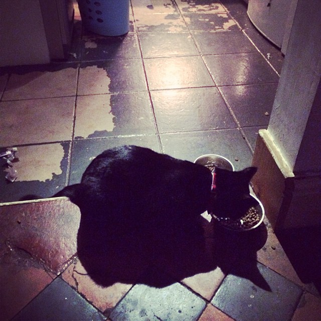 a cat laying on the floor eating out of a dish