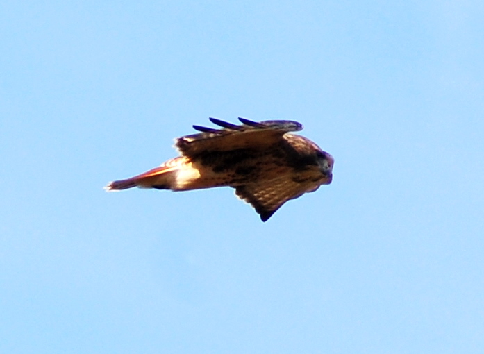 an image of a bird flying in the air