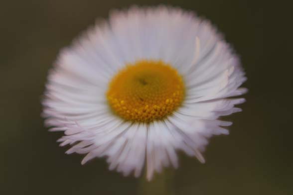 a single white daisy with yellow center