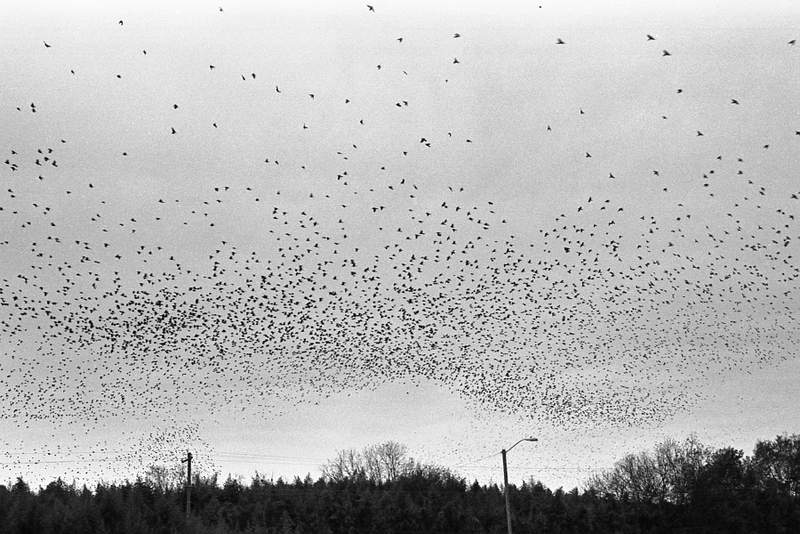 a bunch of birds that are flying in the air