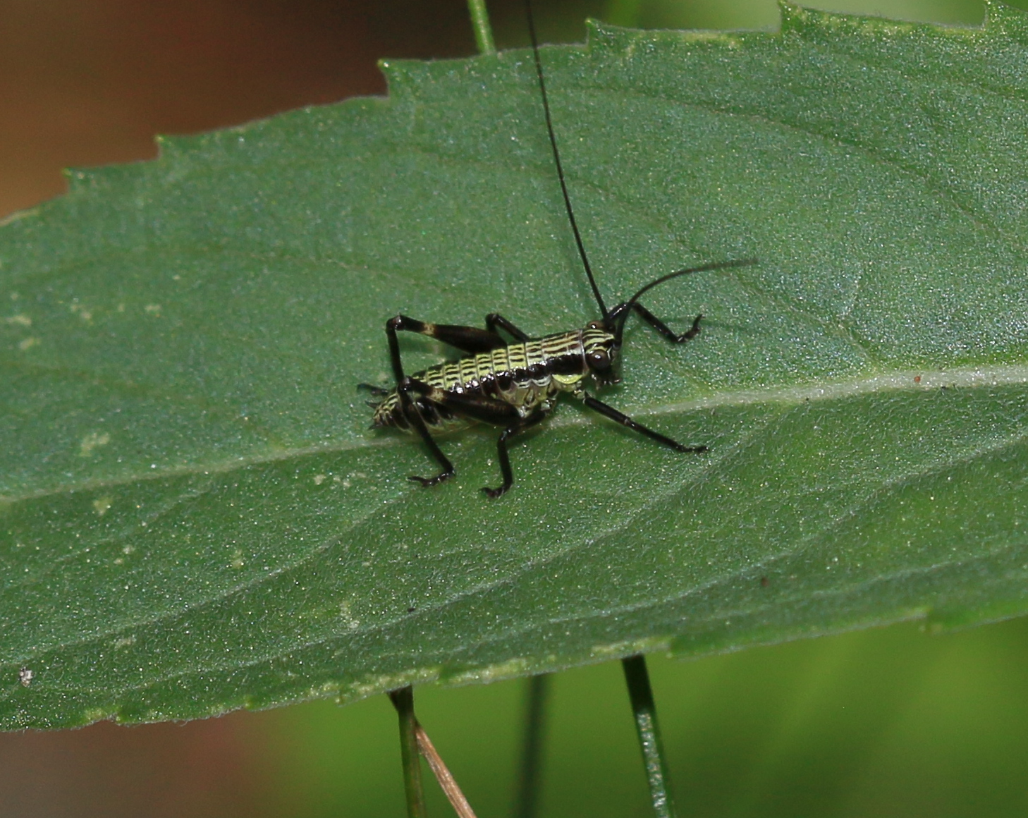 a brown and black bug on green leaves