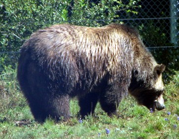 the large brown bear is looking for food in the grass