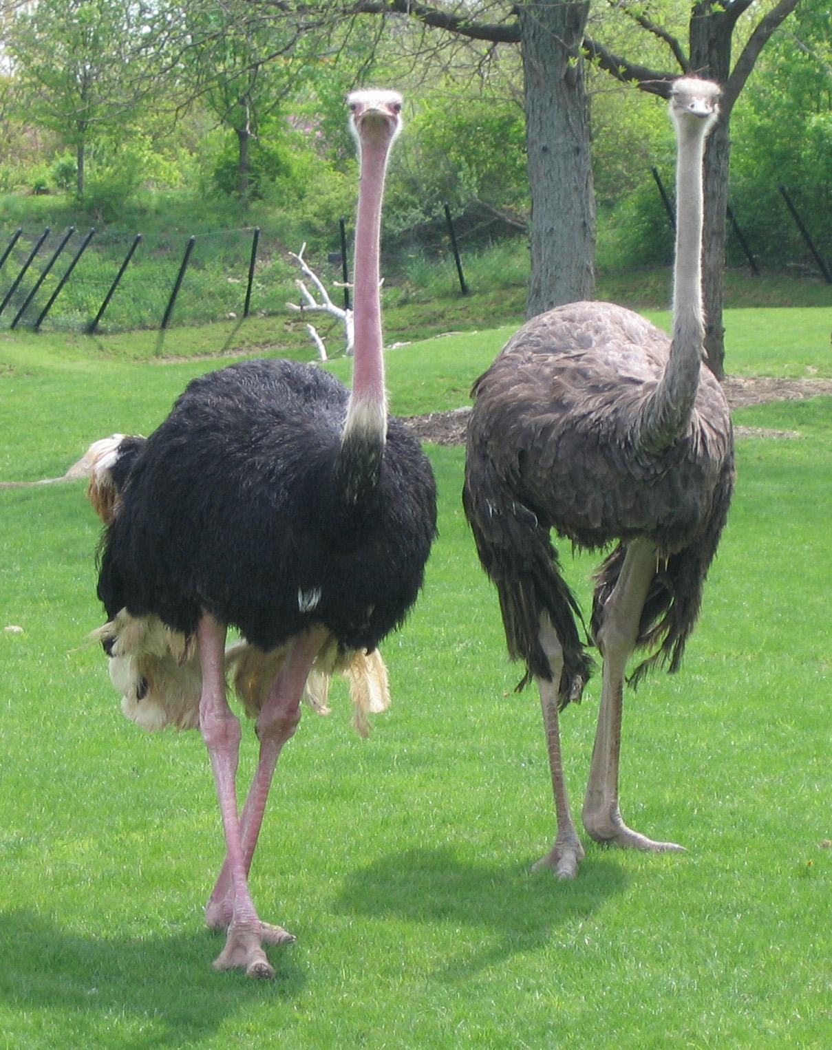 two ostriches in grassy area next to tree