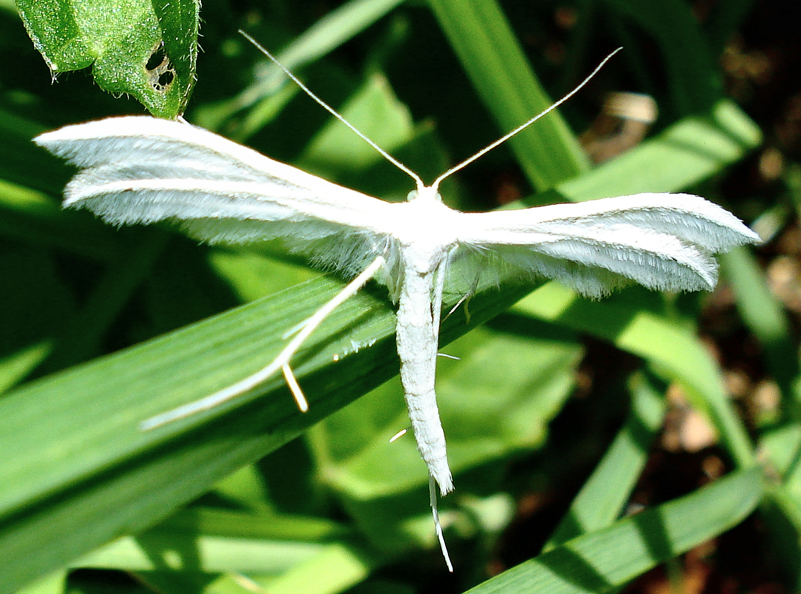 a large white insect with long wings on green grass