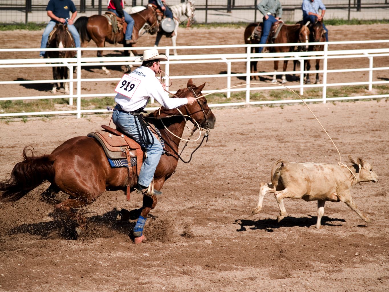 cowboy rounding up a steer at a rodeo