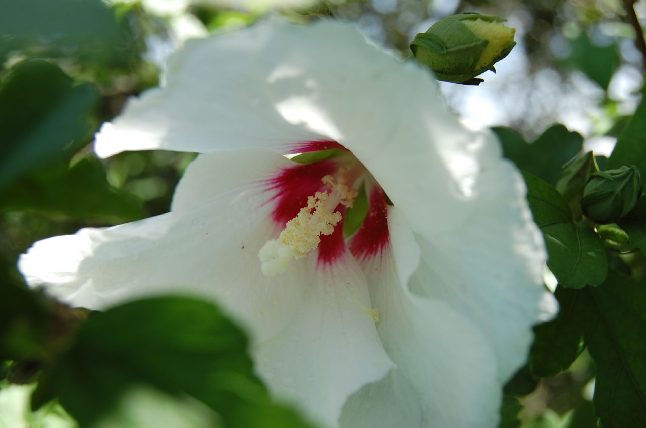 a white flower with a red center growing in the tree