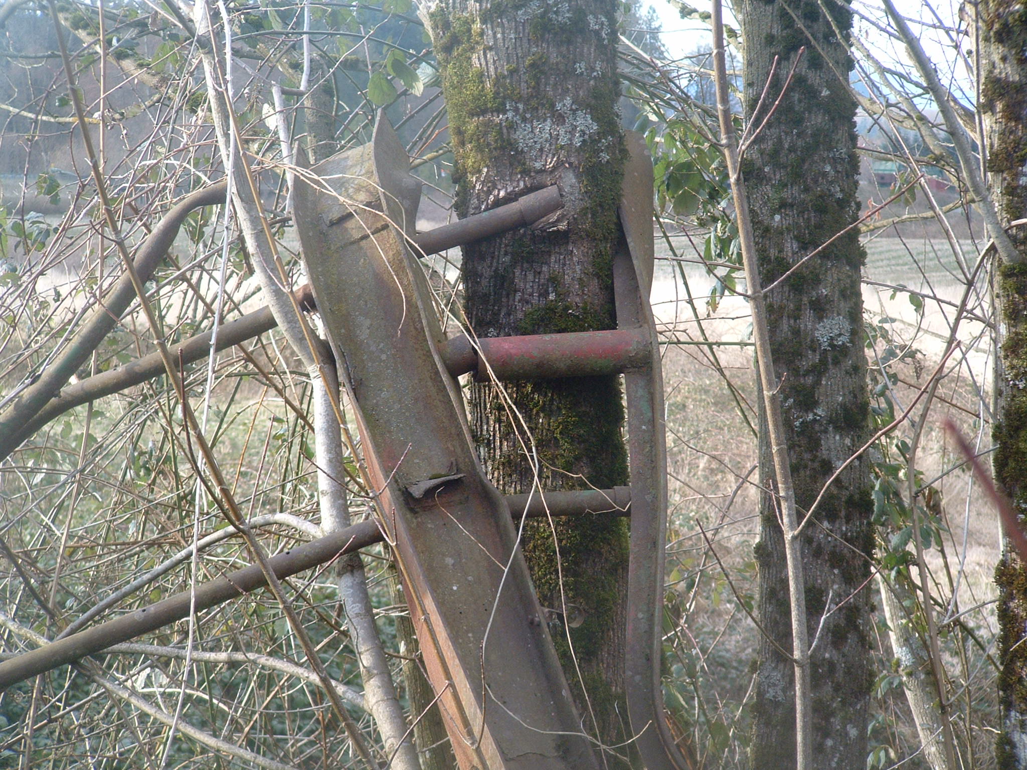 a tree that has been leaning over with some metal pipes attached to it