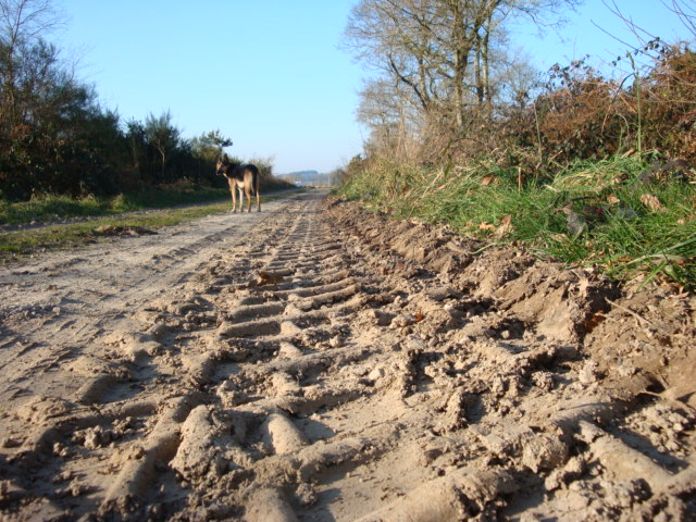 a dirt road with tracks in the middle