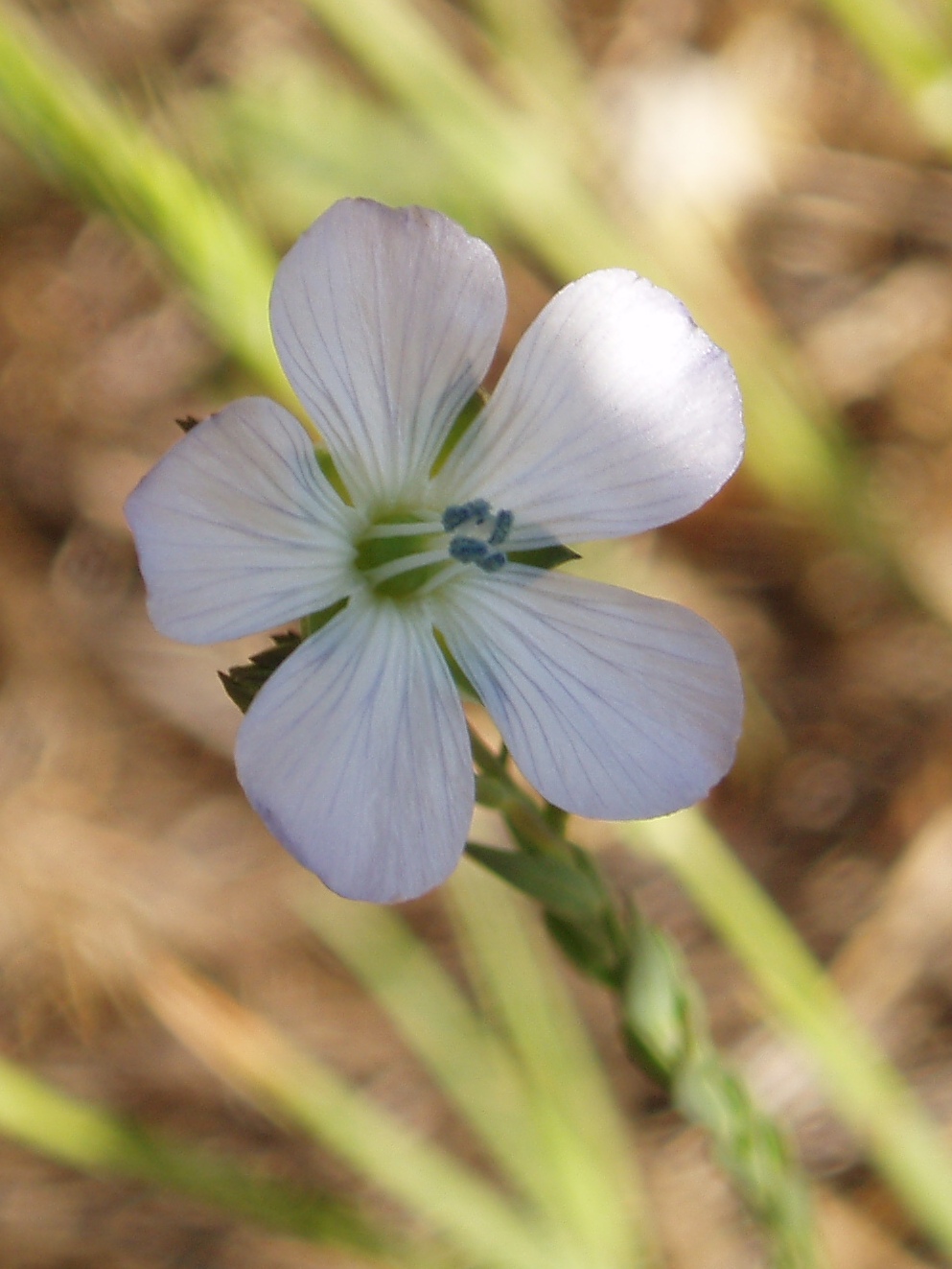 a white flower with light green leaves in background