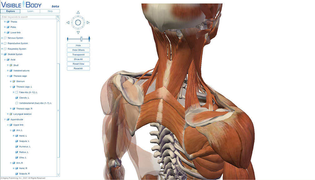a diagram of the muscles of an individual's neck