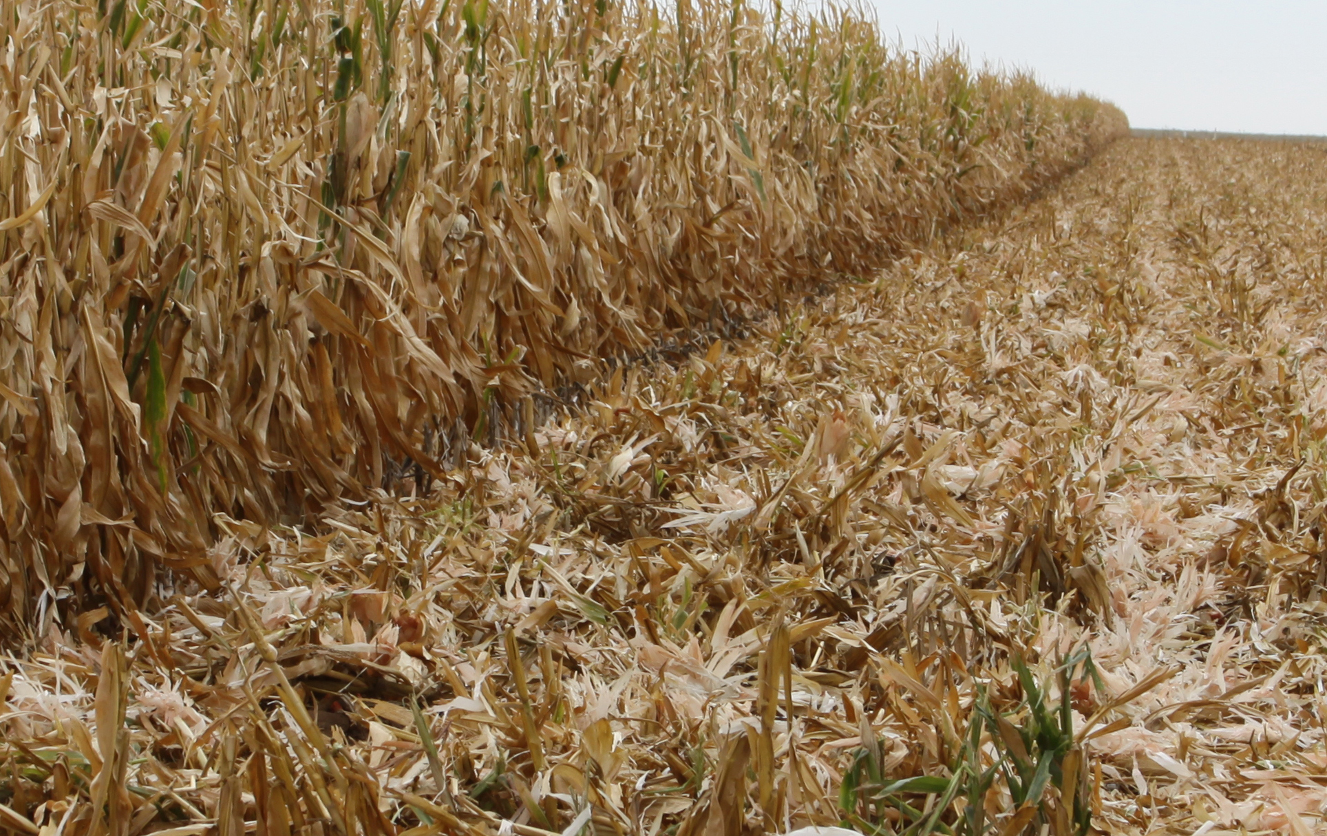 a long field of dead corn with a line of trees in the background