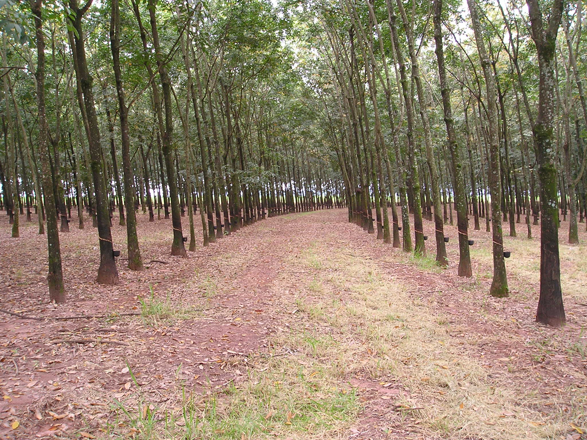 an empty patch of grass with trees on either side