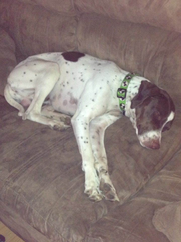 a dog laying down on a couch with it's head under its paw