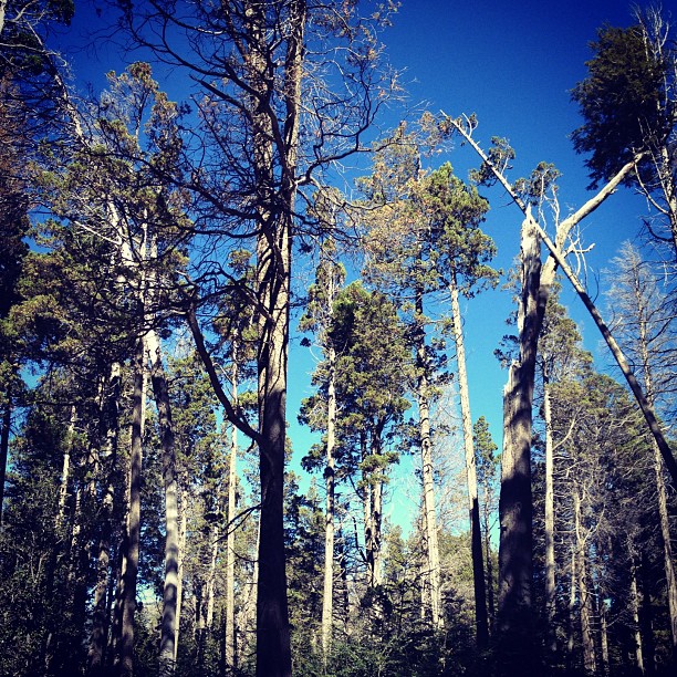 a group of tall trees in a wooded area