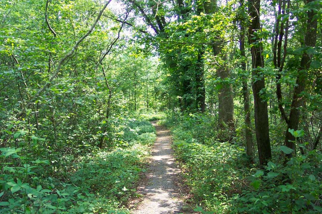 a path that runs through a dense area of trees