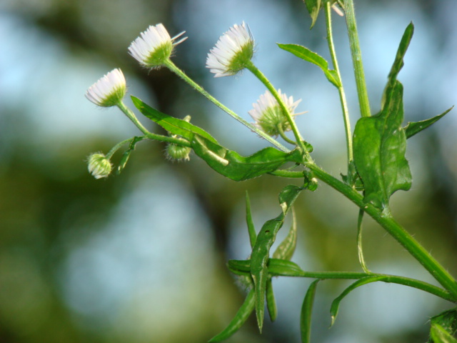 a close up view of some flowers in the day time