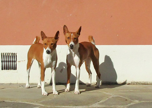 two dogs standing near the side of a building