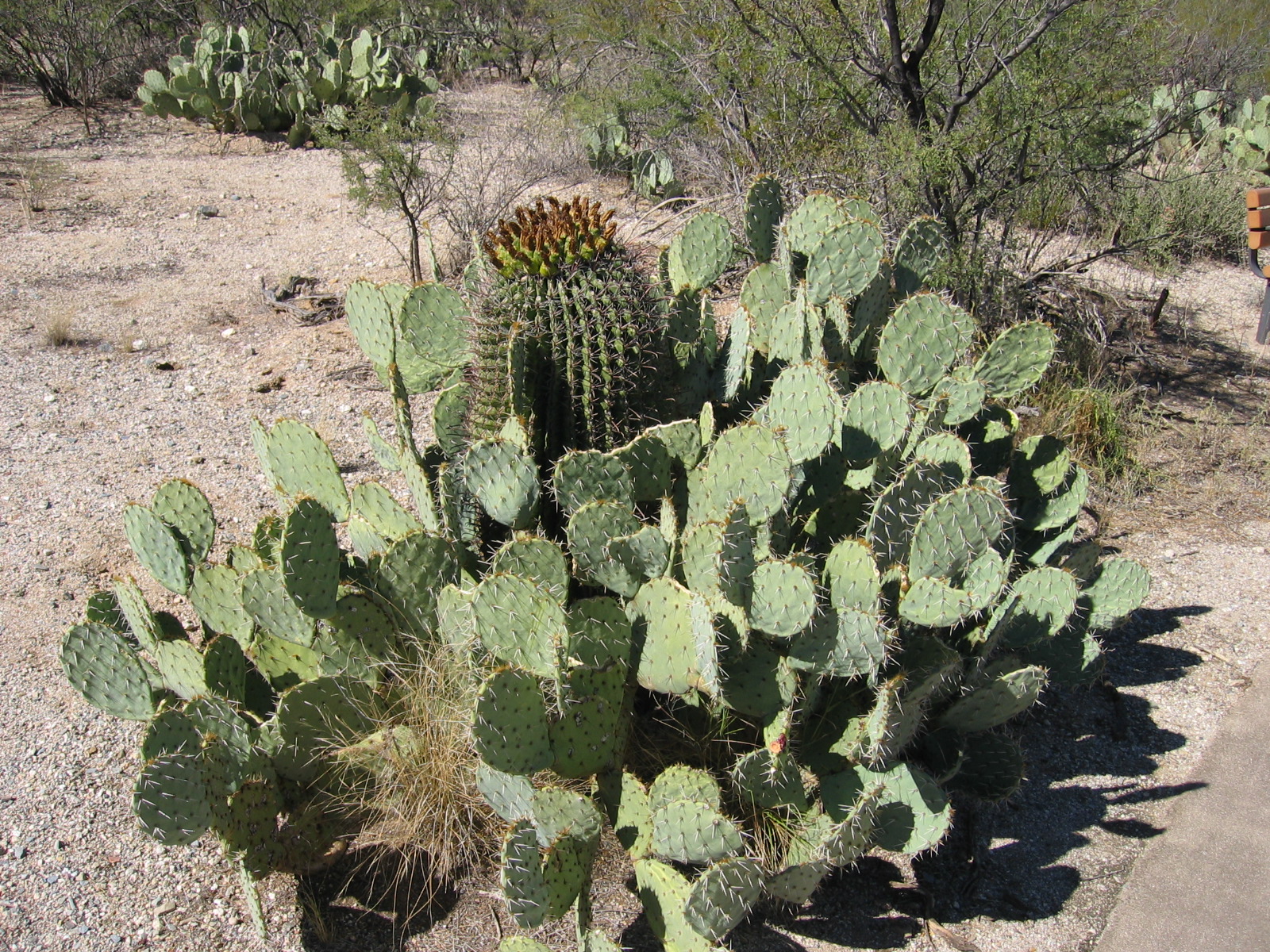 a cactus is shown on the sand by itself