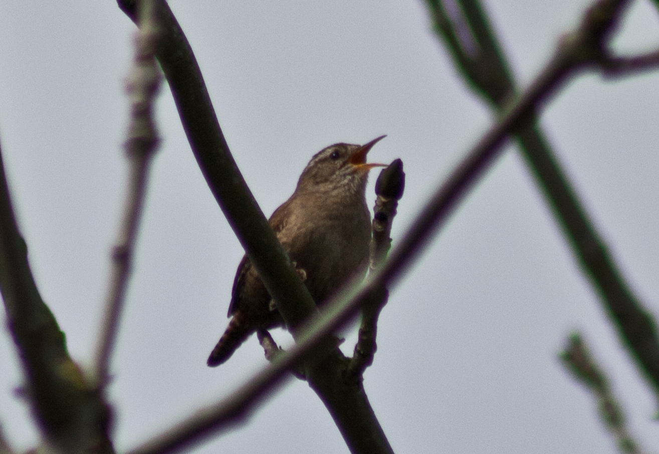 a bird with its beak open perched on top of a tree nch