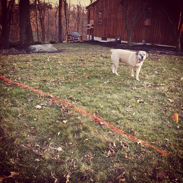 the white dog is standing near a fence