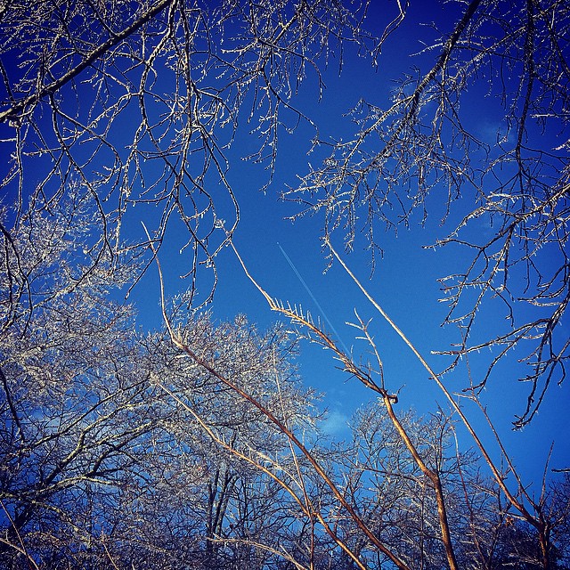 some white trees and some blue sky and some nches