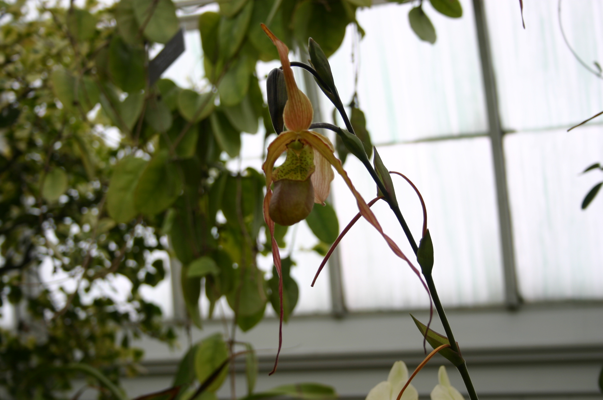 a flower is growing on a vine near a window