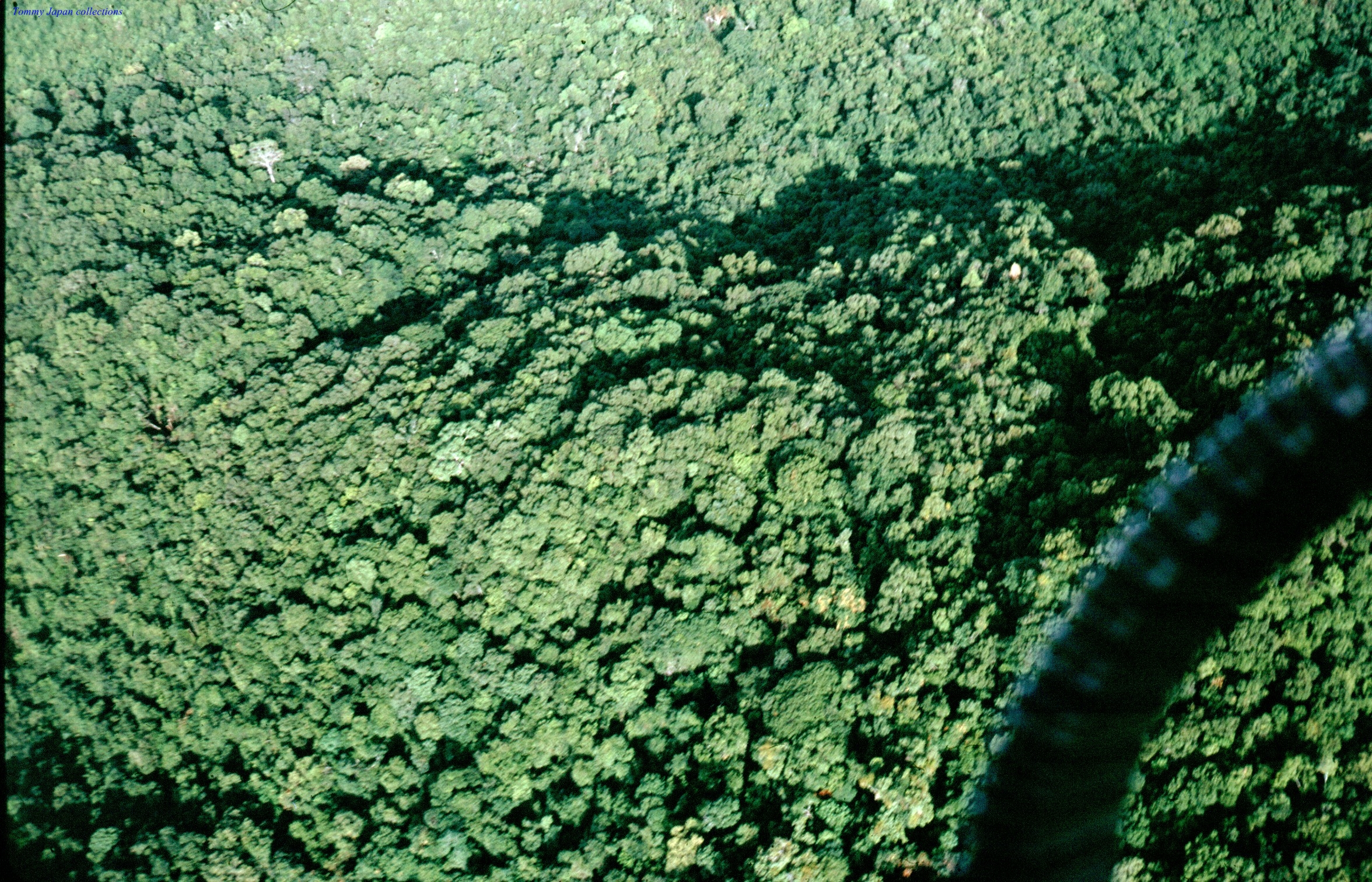 an aerial view of an area covered in lots of green plants