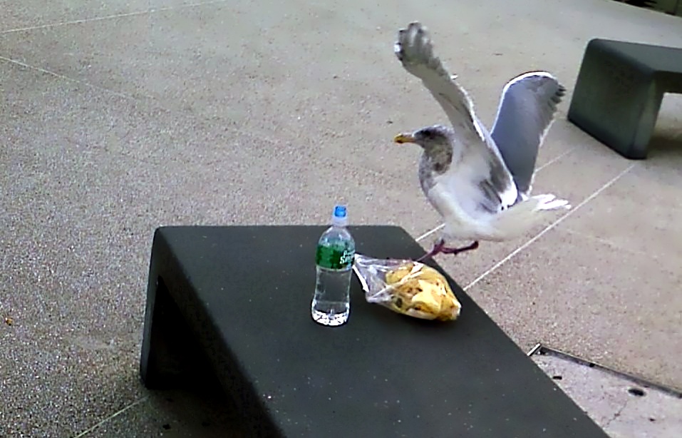 a pigeon landing near a table and bottled water