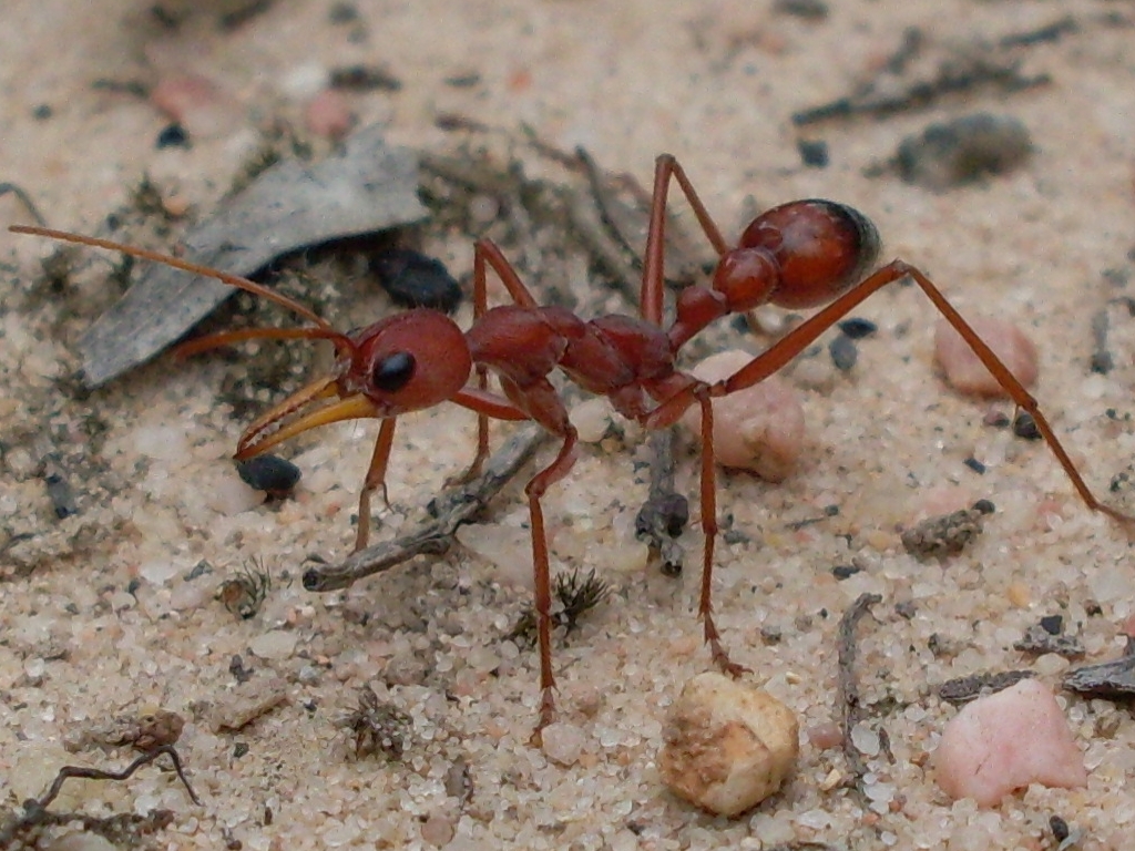 a red ant insect walking on a ground