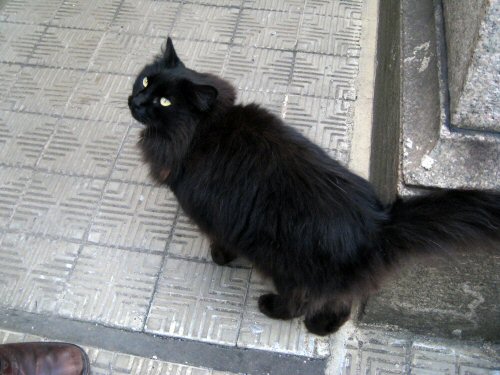 a black cat sitting on the cement near a sidewalk