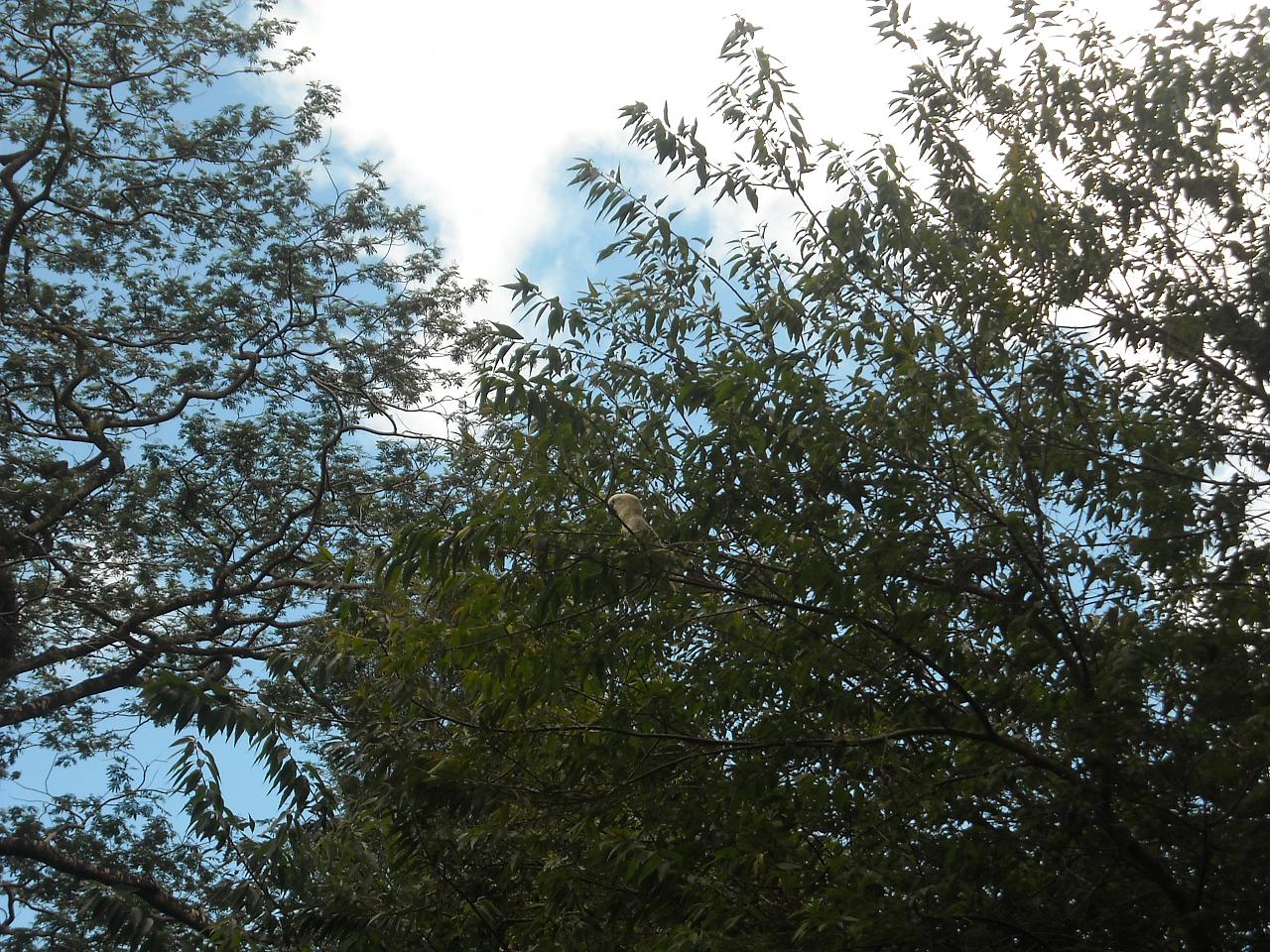 two birds are standing on top of a tree